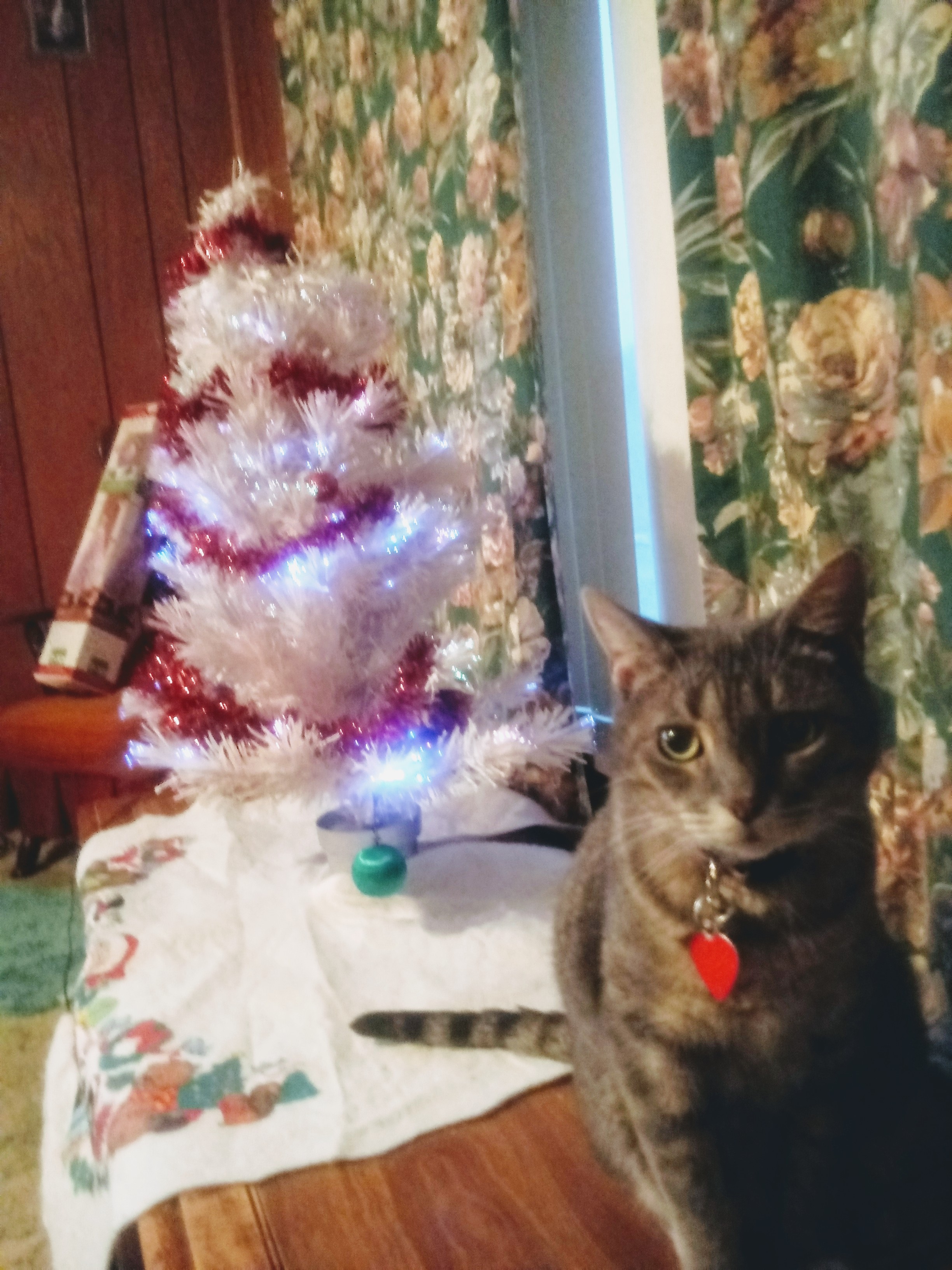 Mario and the Christmas Tree (2019).jpg