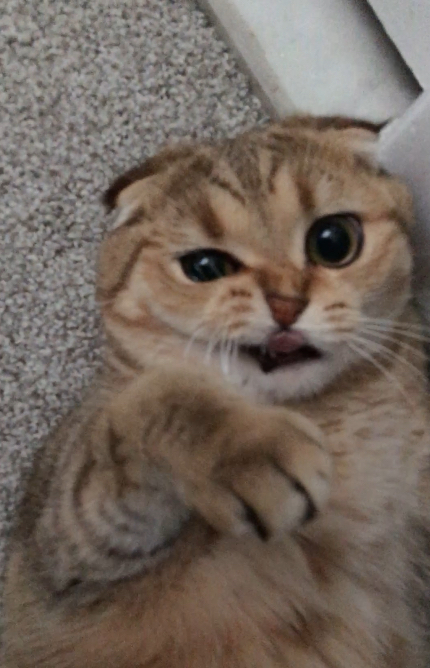 tanooki cute.jpg