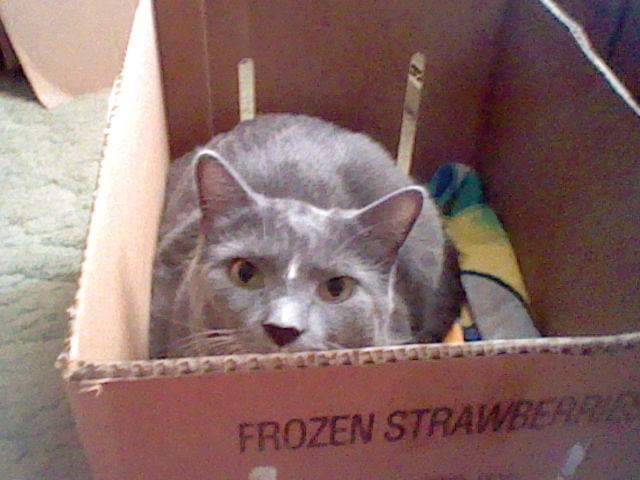 Aerith in Box.jpg