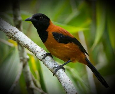 Pitohui_Bird_Image.png