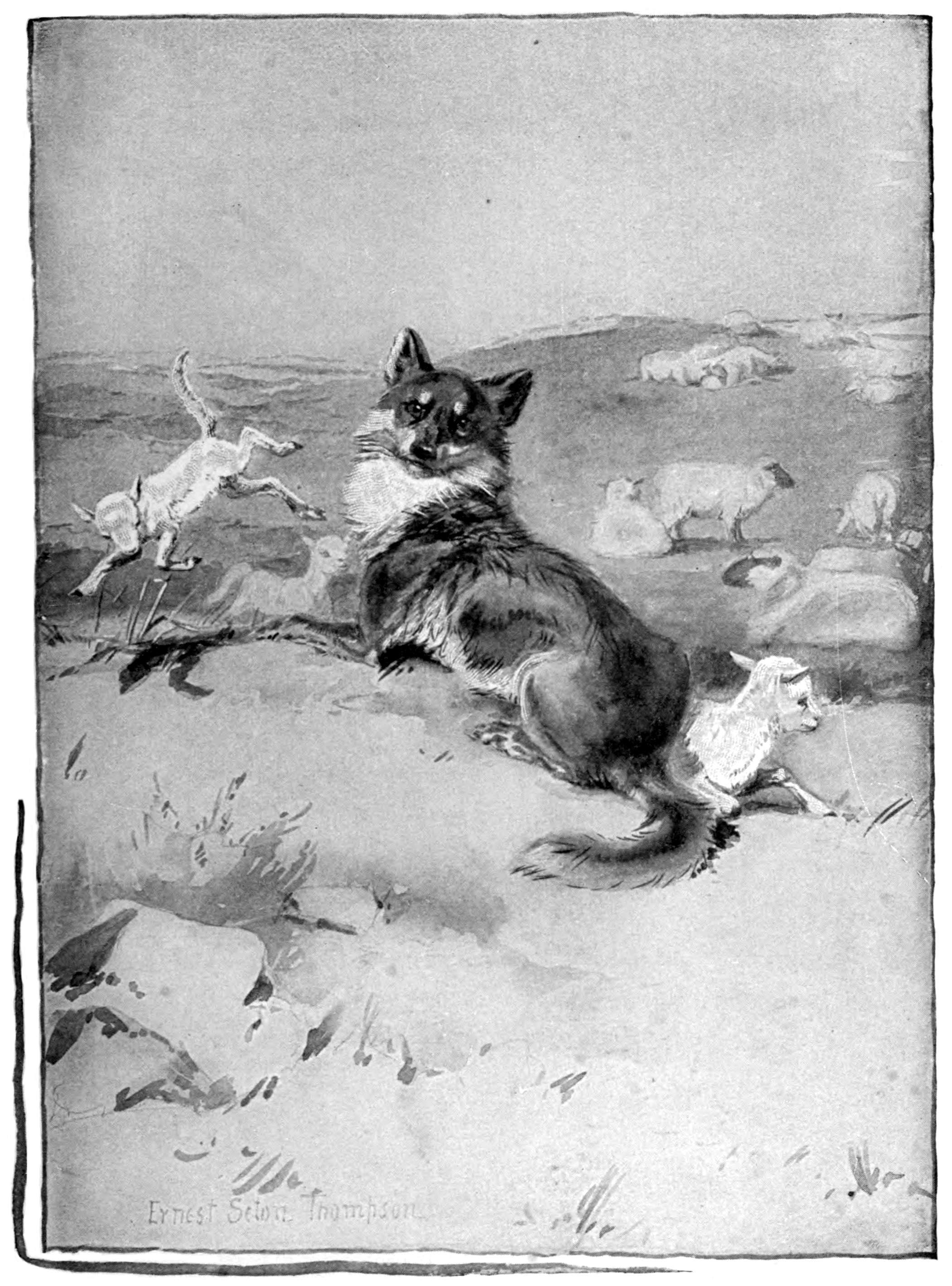 Wild_animals_I_Have_Known_-_Once_More_a_Sheep-dog_in_Charge_of_a_Flock.png