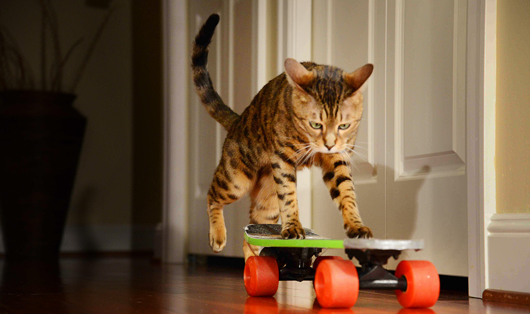 Romeo-Skateboarding-Cat-Ripleys-Blog-Header.jpg