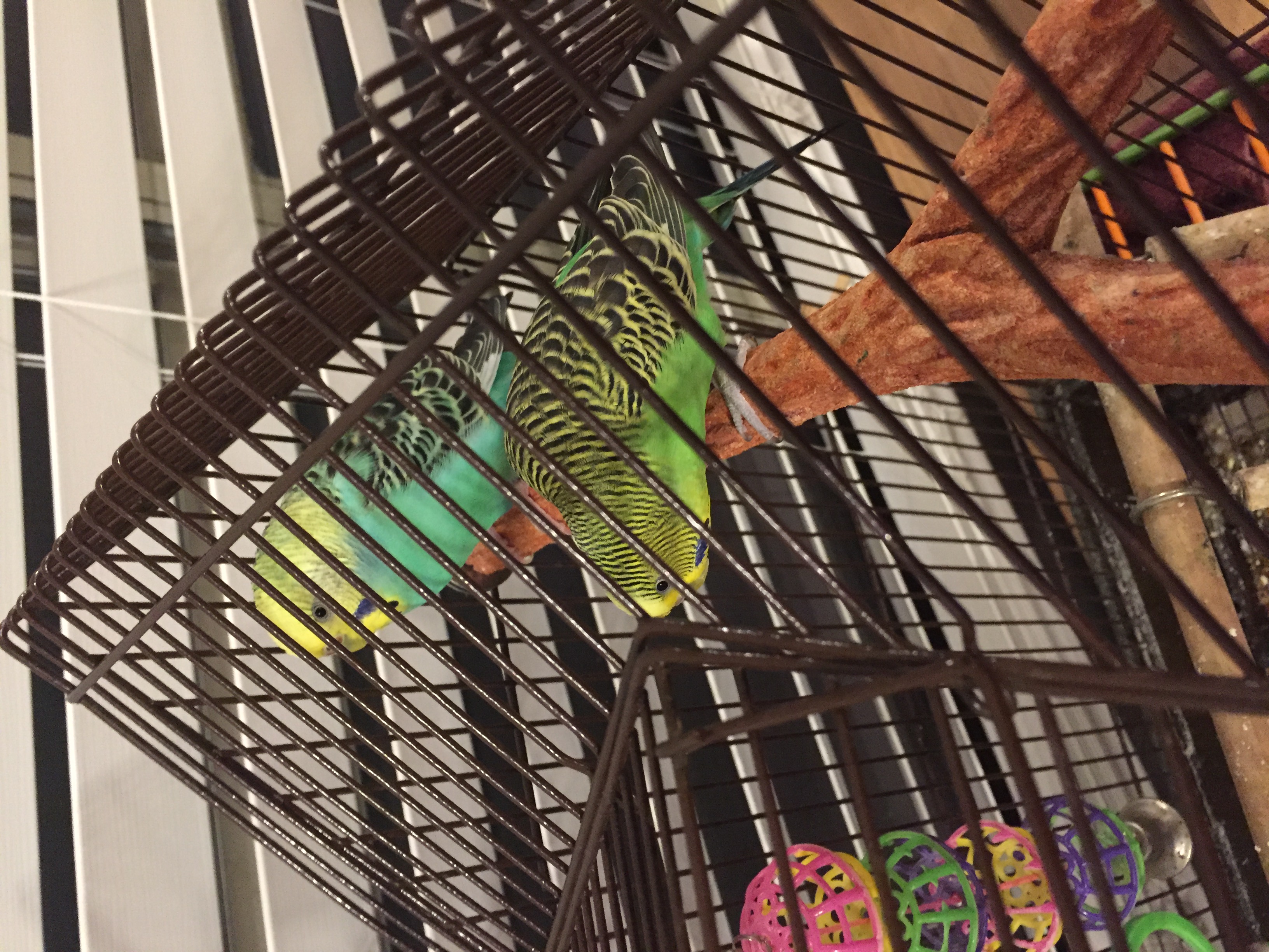 Chirp.JPG