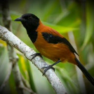 Hooded Pitohui