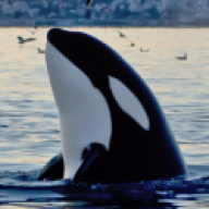 Orca