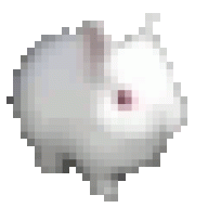 OneRandomBnuy