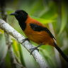 Hooded Pitohui